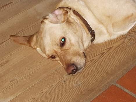 Labrador retriever Luffe - med Blitz...! billede 13