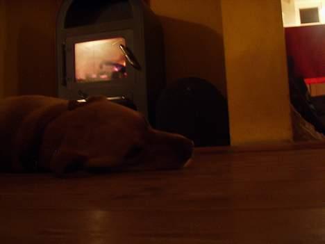 Labrador retriever Luffe - Her er hyggeligt..<3 billede 14