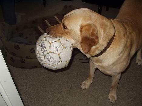 Labrador retriever Luffe - Ta´ nu bolden!? billede 15