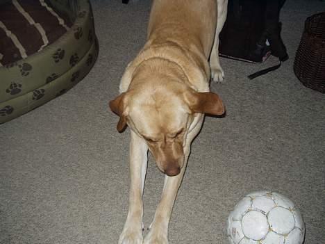 Labrador retriever Luffe - Ska´ lii strække mig ;) billede 16