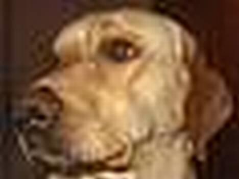 Labrador retriever Luffe - Er jeg ikke smuk, skøn, charmerende, lækker og sød? billede 17