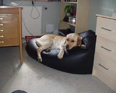 Labrador retriever Luffe - Her har han lagt sig i en sækkestol =C billede 18