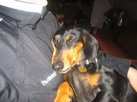 Gravhund <33Mille<33 billede 15