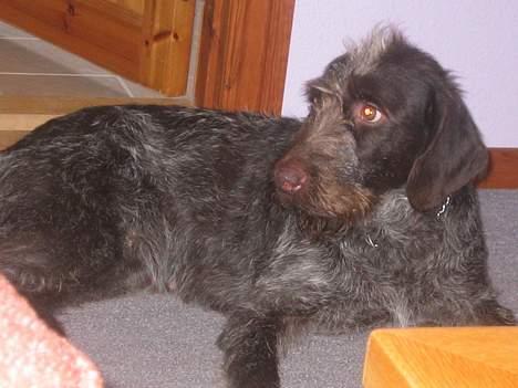 Ruhåret hønsehund <3 Zenta <3(Død))-: billede 10