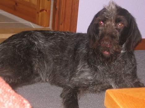 Ruhåret hønsehund <3 Zenta <3(Død))-: billede 11