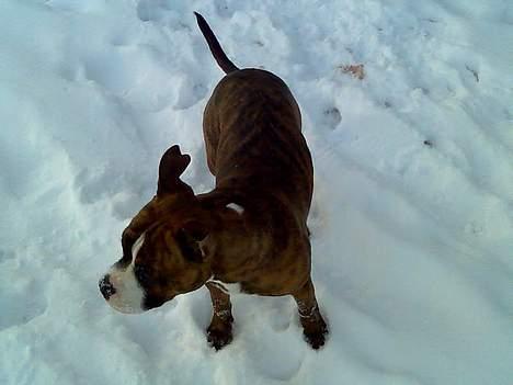 Amerikansk staffordshire terrier King billede 2