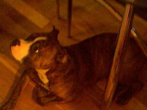 Amerikansk staffordshire terrier King billede 3