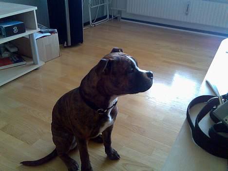 Amerikansk staffordshire terrier King billede 4