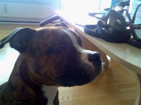 Amerikansk staffordshire terrier King billede 5