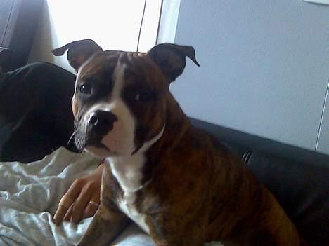 Amerikansk staffordshire terrier King billede 6