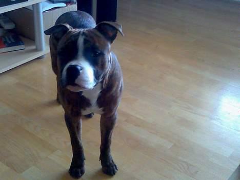 Amerikansk staffordshire terrier King billede 7