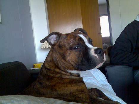 Amerikansk staffordshire terrier King billede 8