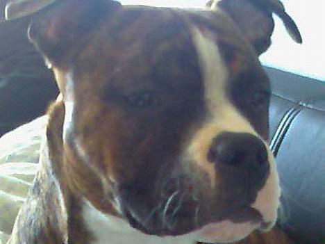 Amerikansk staffordshire terrier King billede 9