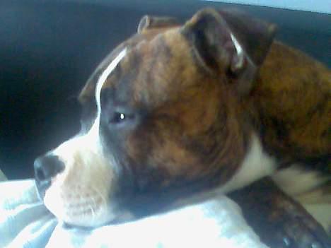 Amerikansk staffordshire terrier King billede 10