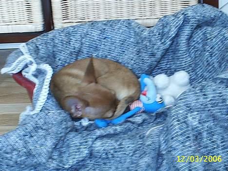 Prazsky krysarik foxy billede 7