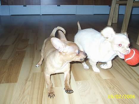 Prazsky krysarik foxy billede 8