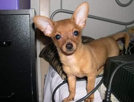 Prazsky krysarik foxy billede 9