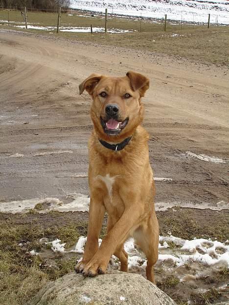 Blanding af racer Sascha - R.I.P - Mor, tag nu det billede.. billede 7