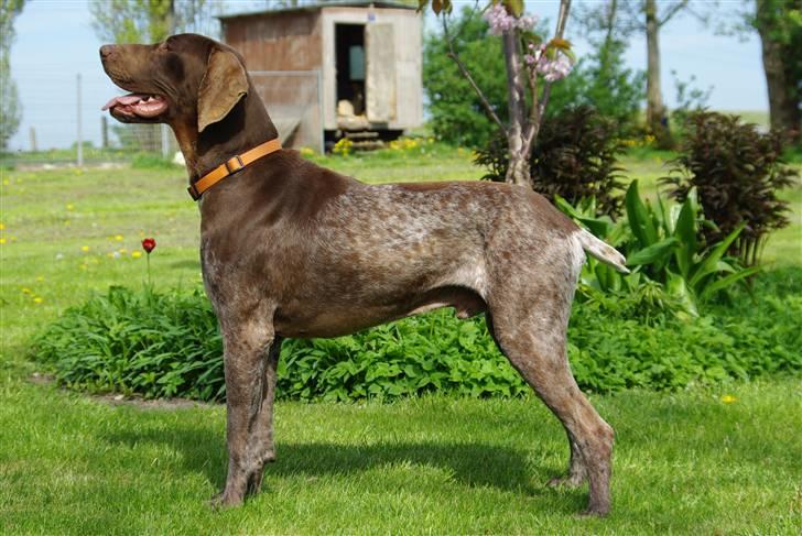 Korthåret hønsehund Thor billede 1