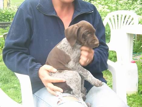 Korthåret hønsehund Thor billede 2