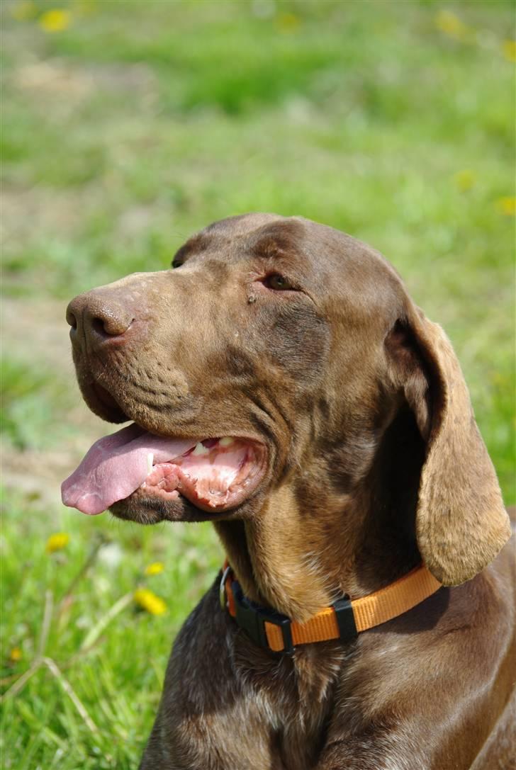 Korthåret hønsehund Thor billede 3