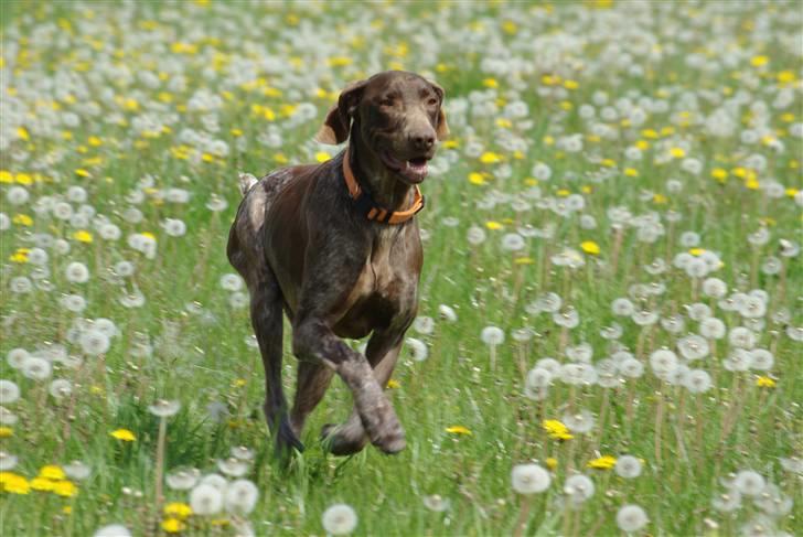 Korthåret hønsehund Thor billede 4