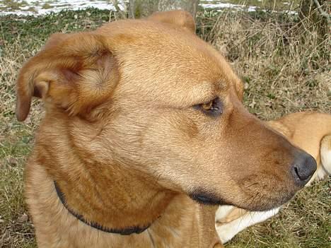 Blanding af racer Sascha - R.I.P - Hov, se lige derover. billede 8