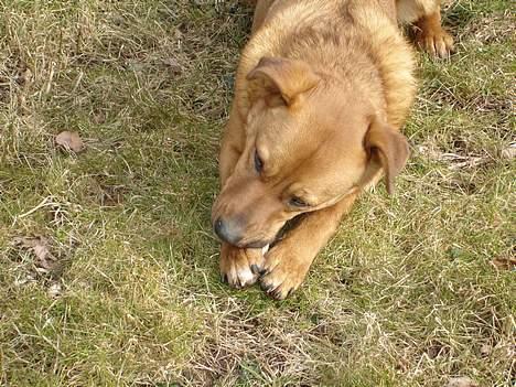 Blanding af racer Sascha - R.I.P - Grrrr.. den er bare go´! billede 9