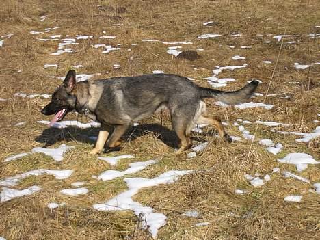 Schæferhund Afrah billede 9