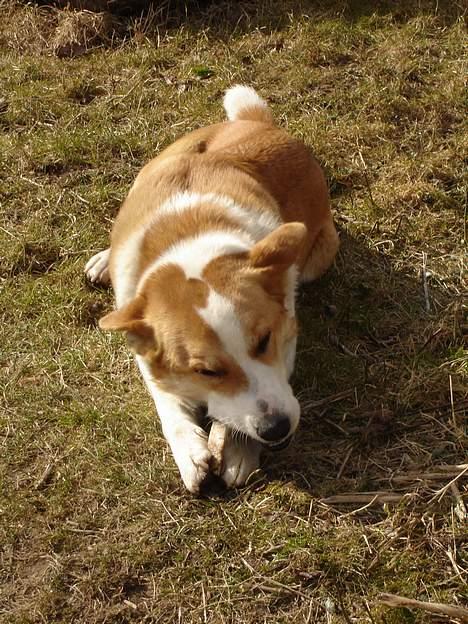 Blanding af racer Mille - mmmm... Det er bare guf! billede 6