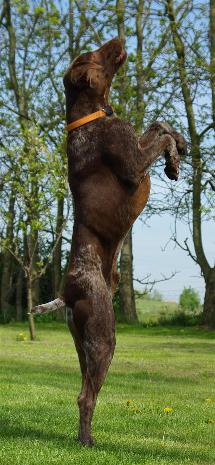 Korthåret hønsehund Thor billede 5