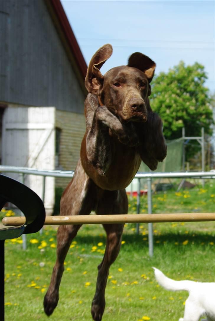 Korthåret hønsehund Thor billede 6