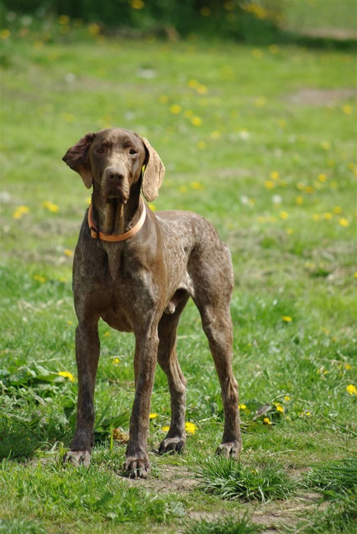 Korthåret hønsehund Thor billede 7