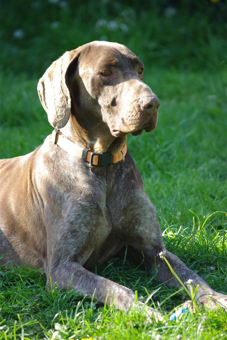 Korthåret hønsehund Thor billede 8