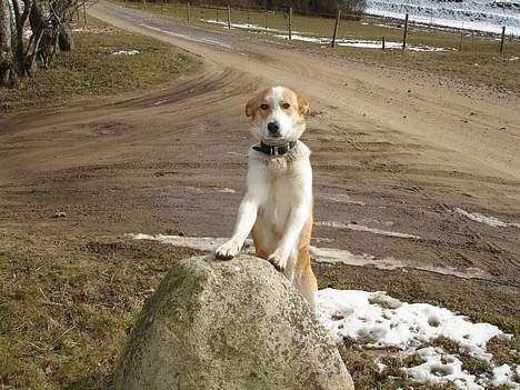 Blanding af racer Mille - Se mig.. billede 7