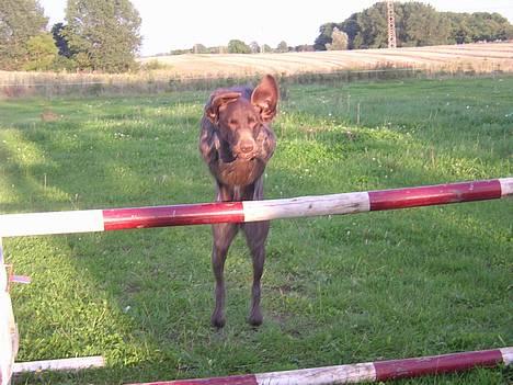 Korthåret hønsehund Thor billede 9