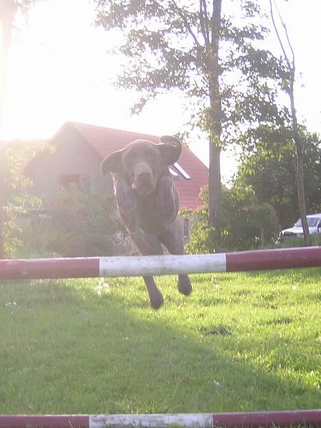 Korthåret hønsehund Thor billede 10