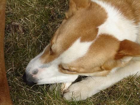 Blanding af racer Mille - Grrrr.... det ben smager bare godt billede 8