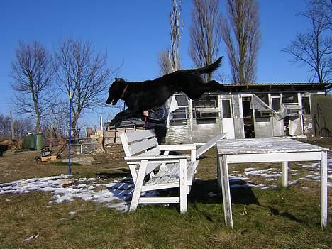 Blanding af racer Brutus -  Langerendsski.. Foto: Annika M. billede 4