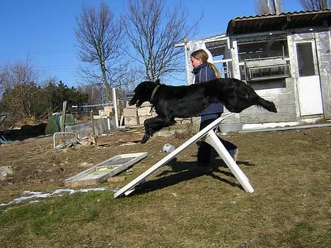 Blanding af racer Brutus - Opvarmning.. Foto: Annika M. billede 5