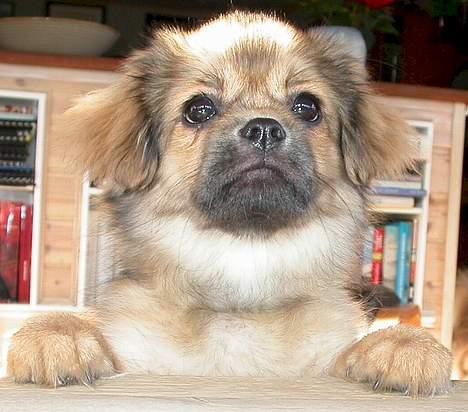 Tibetansk spaniel Sommerlyst´s Jomo Vesta - Er der serveret?!? billede 1