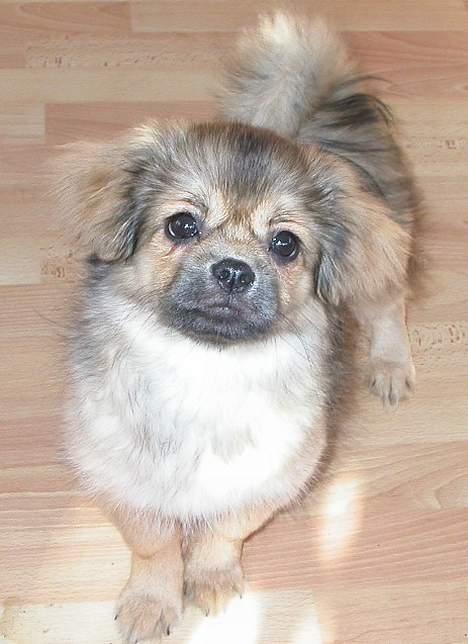 Tibetansk spaniel Sommerlyst´s Jomo Vesta - Hva´ ska´ jeg nu finde på? billede 2