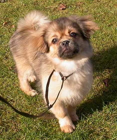 Tibetansk spaniel Sommerlyst´s Jomo Vesta - Ahh... solen varmer :-) billede 3