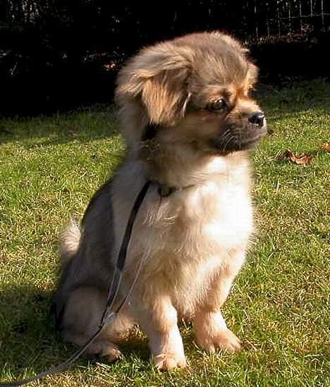 Tibetansk spaniel Sommerlyst´s Jomo Vesta - Hvor bliver du af...? billede 4
