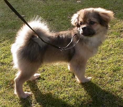 Tibetansk spaniel Sommerlyst´s Jomo Vesta - Se hvor er jeg smuk!!! billede 5
