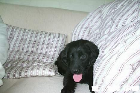 Flat coated retriever Kato - Valget faldt på Kato - vi havde 22 hvalpe at vælge imellem billede 1
