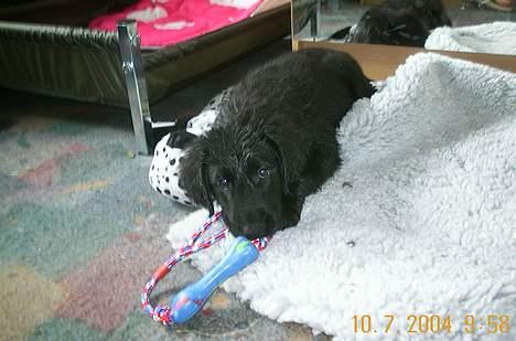 Flat coated retriever Kato - Et lille bad, og derefter lege... billede 2