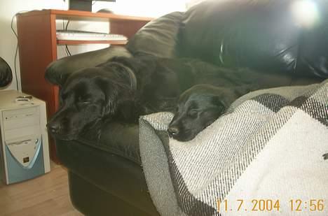 Flat coated retriever Kato - Kato er utrolig glad for storebror. Hvor storebror er, er der sikkert at være... billede 3