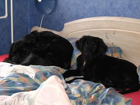 Flat coated retriever Kato - Hellere 2 hunde i sengen end 2 på gulvet... billede 4
