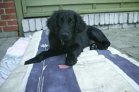 Flat coated retriever Kato - En lille hund på en stor hynde... billede 5